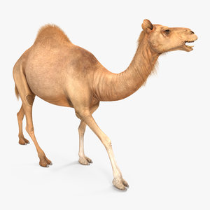 camel walking pose max