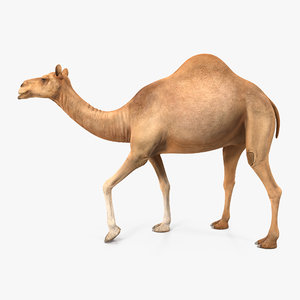 camel rigged max