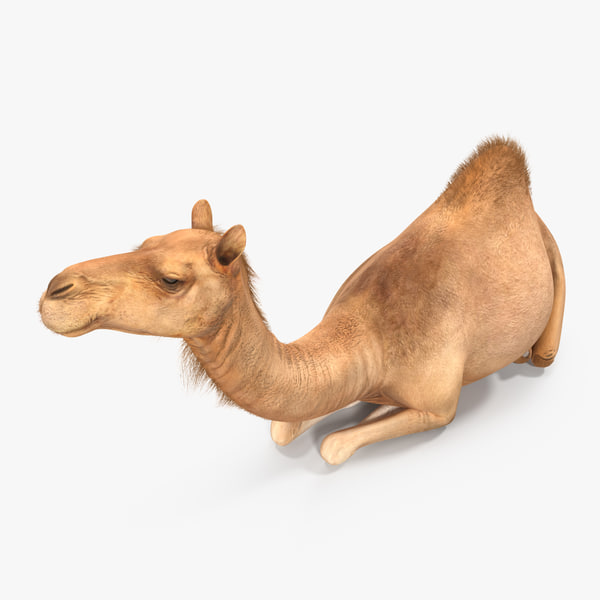 3d Model Camel Sitting Pose