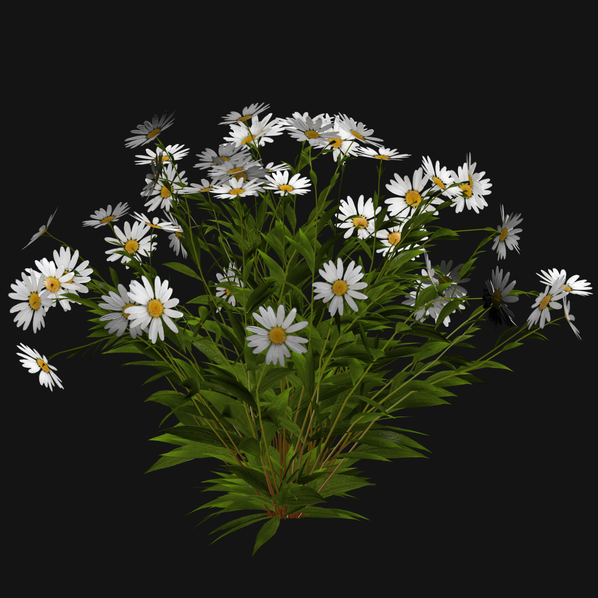 3d model daisy flowers