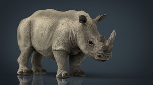 white rhinoceros 3d model
