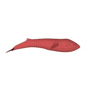 3d model base mesh blue whale