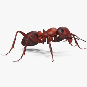 ant pose 1 3d model