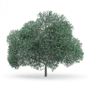 english oak quercus robur 3d model