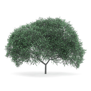 english oak quercus robur 3d model