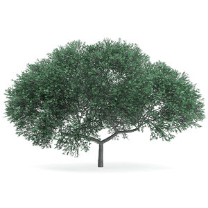 english oak quercus robur 3d max