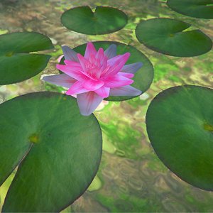 free obj mode water lily flower