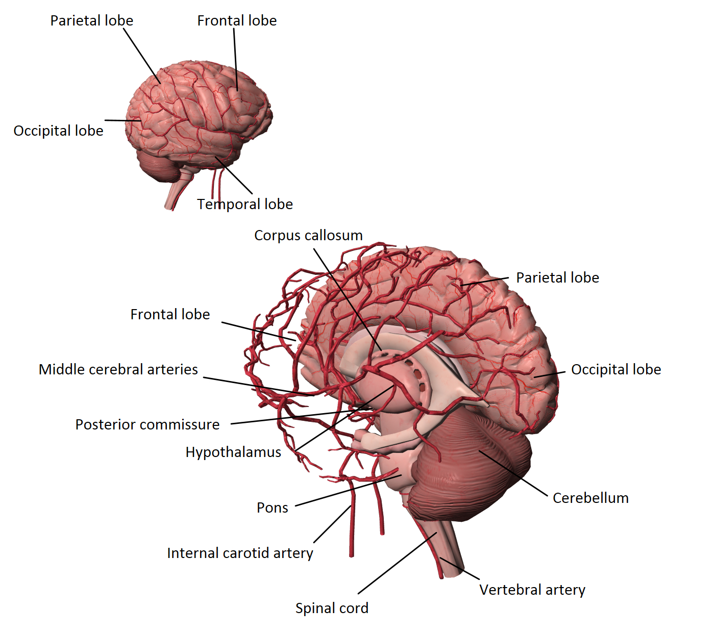 3d model human brain