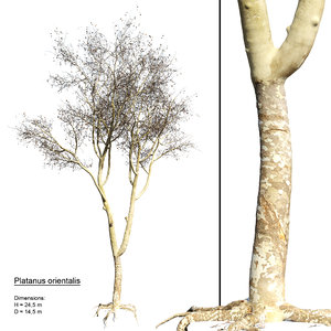 3d model realistic platanus orientalis