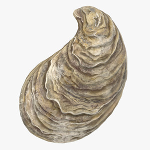 3d oyster shell 01