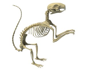 max squirrel skeleton