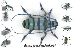 anoplophora medembachi beetle max