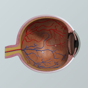 max human eye anatomy