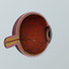 max human eye anatomy