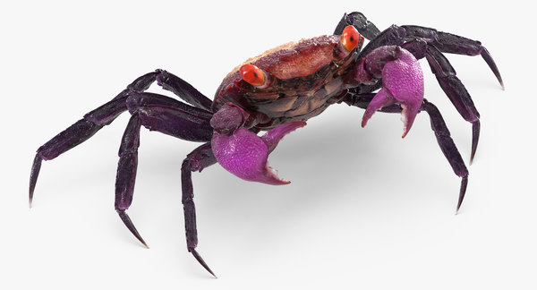 3d vampire crab geosesarma rigged