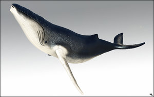 3d max humpback whale