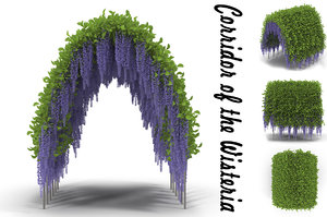 wisteria corridor flowering obj