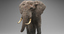 3d model elephant rigging animation