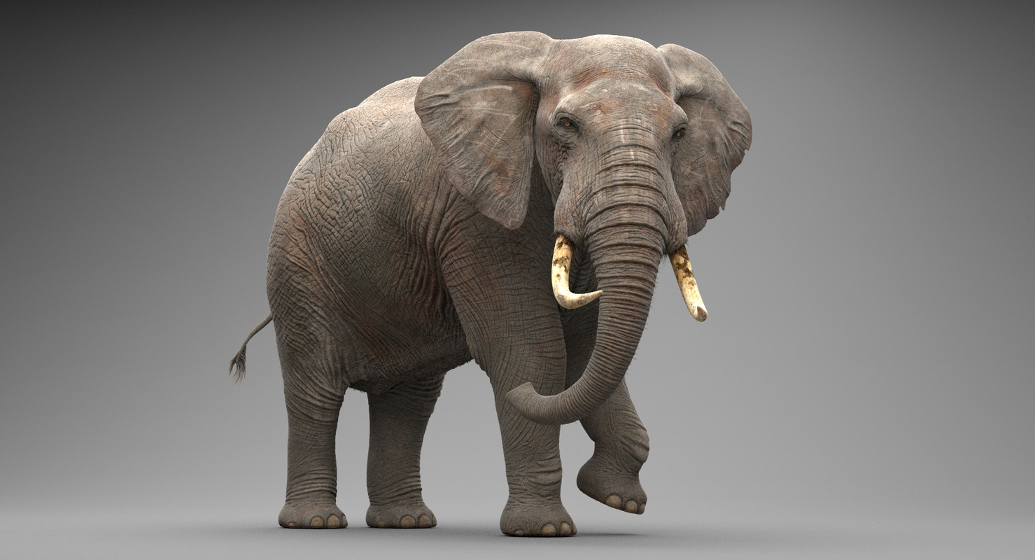 Słoń animowany Model 3D - TurboSquid 1126879