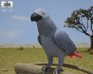 3d model animals birds