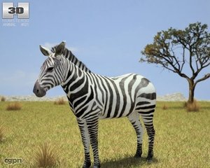 zebra hippotigris 3d 3ds