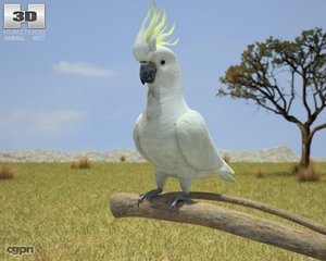 3d model of cockatoo cacatuidae