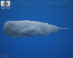 3d sperm whale model