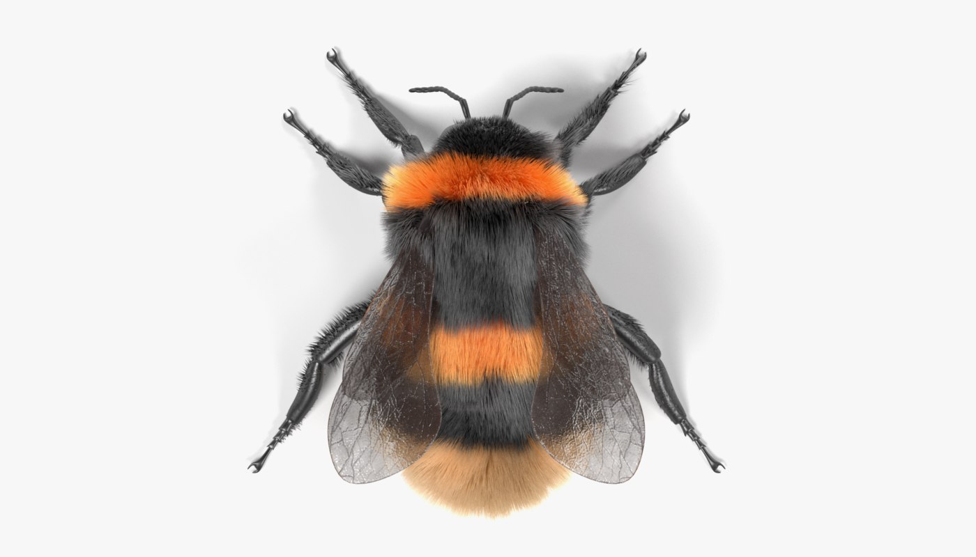 3d bombus terrestris model