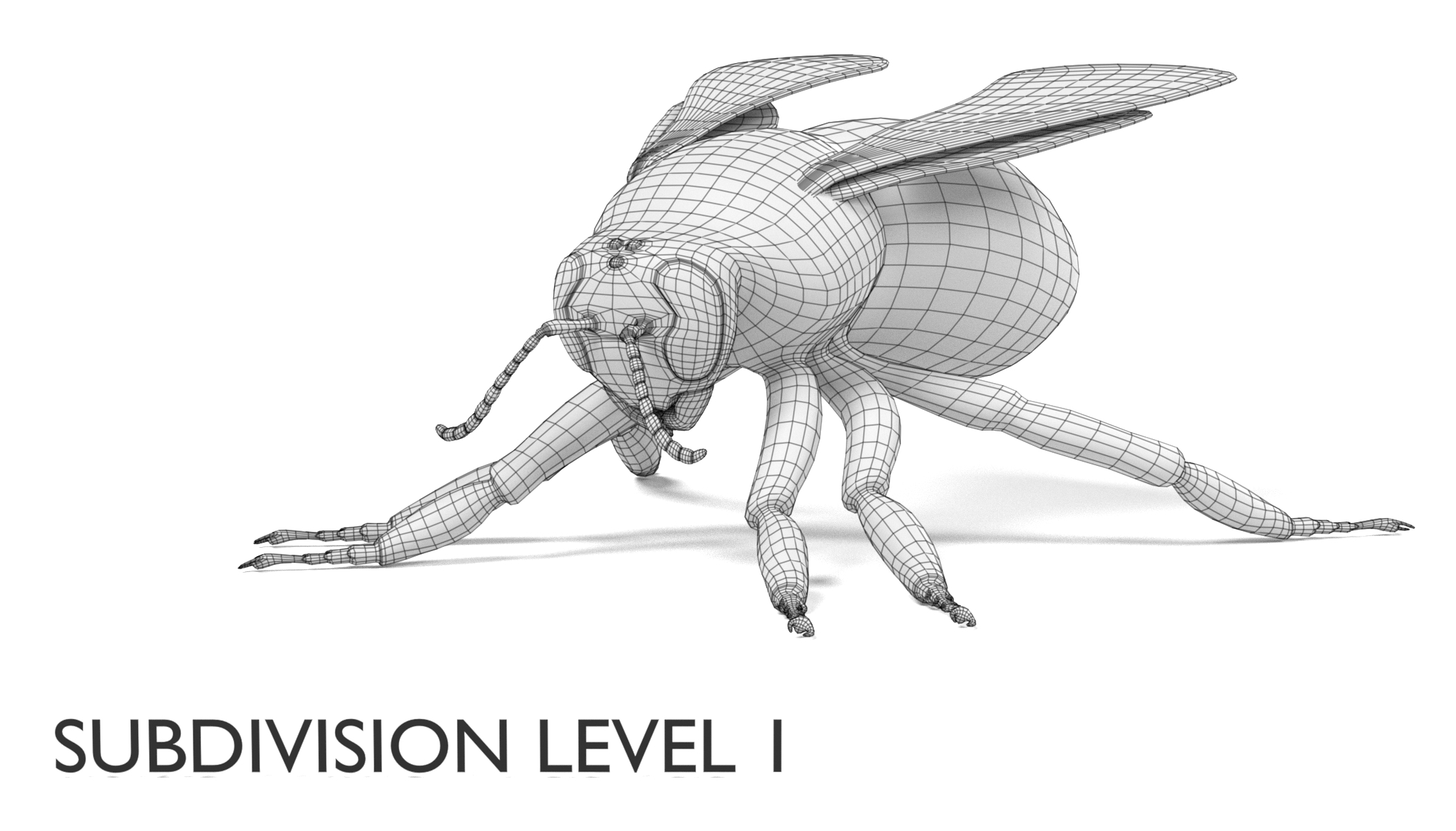 3d bombus terrestris model
