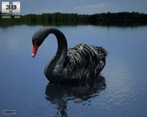 3d black swan cygnus model