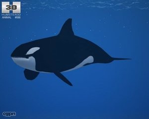 killer whale 3ds