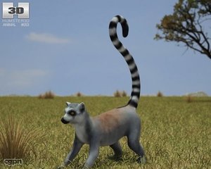 3d catta lemur ring