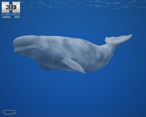 3d beluga whale delphinapterus model