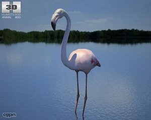 flamingo phoenicopterus c4d