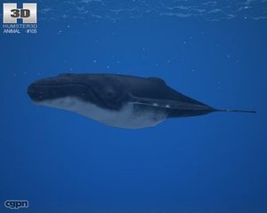 humpback whale megaptera 3d 3ds