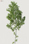 3d realistic birch tree betula model