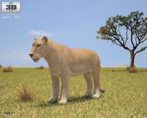 lion leo lioness 3d 3ds