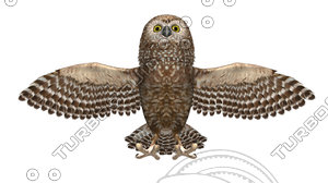 3d model of owl beak feather