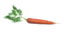 3d carrot