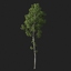 3d realistic birch tree betula model