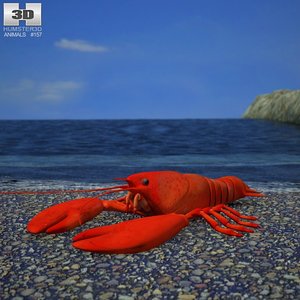 3d lobster