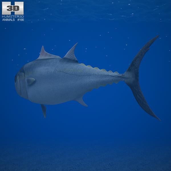 3d atlantic bluefin tuna