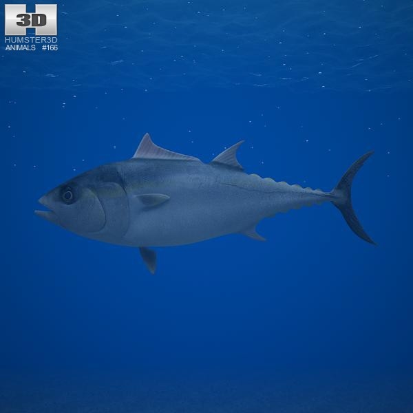 3d atlantic bluefin tuna