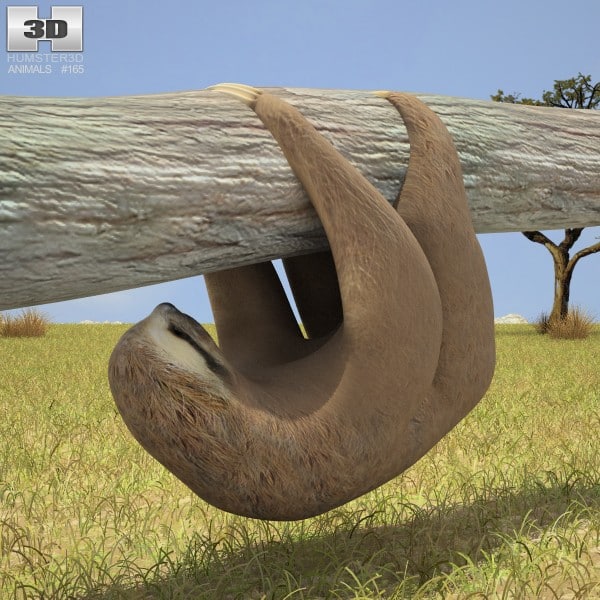 three-toed sloth 3d model