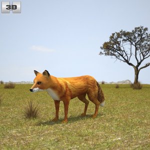 3d european red fox model