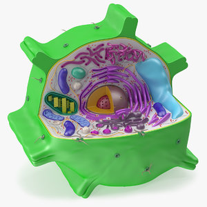 3d model of plant cell