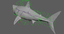 3d model of realistic shark rigged