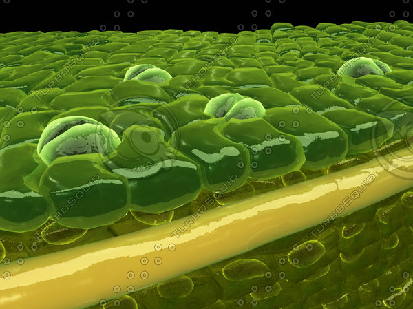 Leaf Epidermal Cells Structure 9011