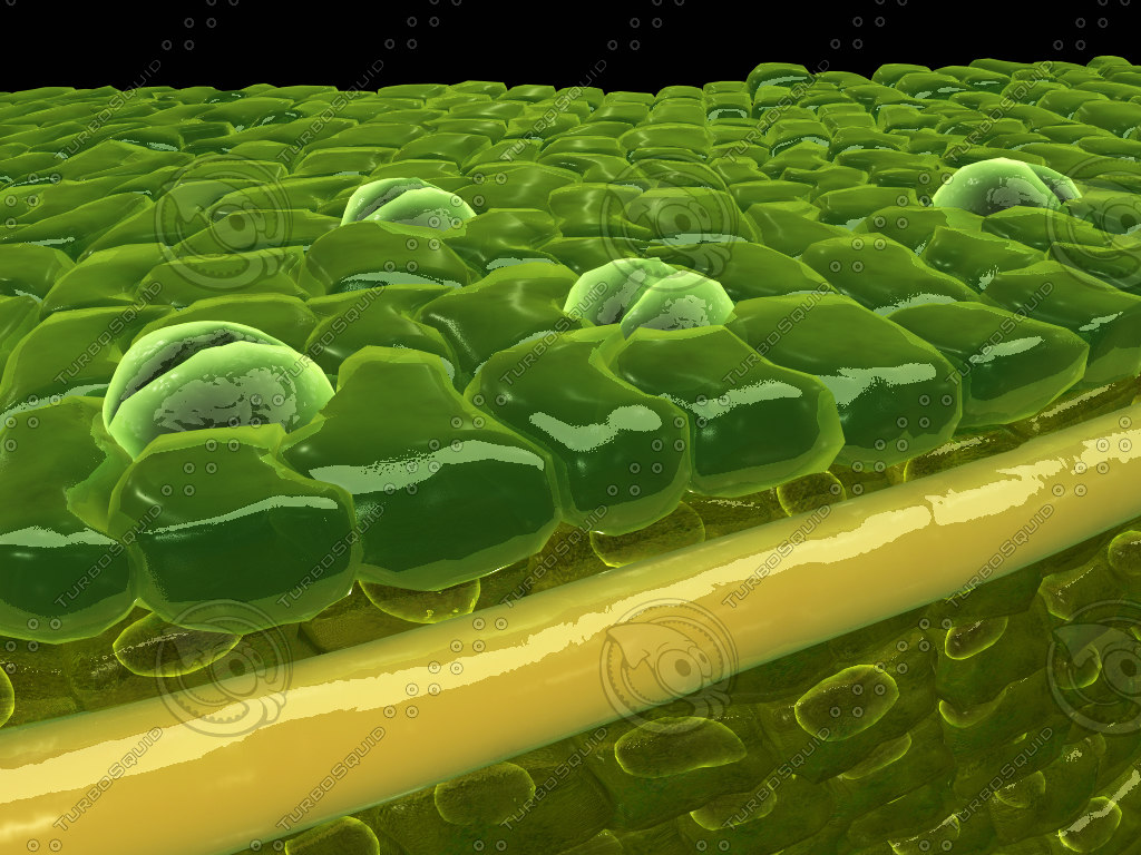 Клетка 3 д. Mesophyll. Клетка растения 3d. 3д модель растительной клетки. Строение растительной клетки 3d.