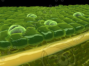 mesophyll cells plant 3d model